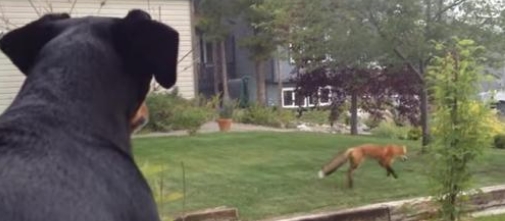 Le chien est surpris et fâché de voir comment un renard joue tranquillement dans son jardin avec son jouet
